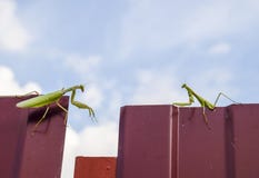 The Female And The Male Praying Mantis On A Metal Fence Profile. Stock Photography