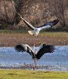 The Fight Of The White Storks Royalty Free Stock Photos