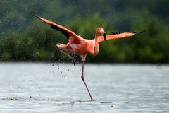 The Flamingo Runs On Water With Splashes Royalty Free Stock Photo