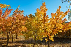 The Golden Autumn Landscape Stock Image