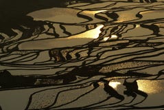 The Golden Paddy Field Royalty Free Stock Photography