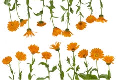 The Isolated Flowers Of A Calendula Royalty Free Stock Photo