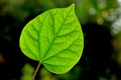 The Leaf Of Chinese Redbud Stock Image The Leaf Of Chinese Redbud Stock Image