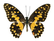 The Lime Butterfly Stock Photography The Lime Butterfly Stock Photography