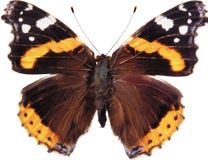 The Lime Butterfly, Isolated Stock Photos The Lime Butterfly, Isolated Stock Photos