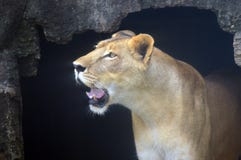 The Lioness Comes Out Of The Cave Stock Photos