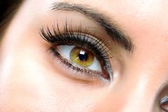 The Macro Female Eye The Macro Female Eye