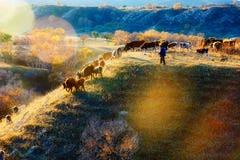 The Man Who Looking After Cows On The Hill Sunset Royalty Free Stock Image