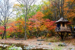 The Pavilion In Autumn Forest Stock Photos