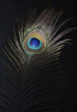 The Peacock Eye 1 Stock Photos