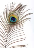 The Peacock Eye Royalty Free Stock Photography