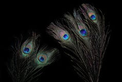 The Peacock Eyes 2 Royalty Free Stock Photos