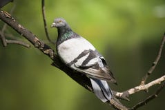 The Pigeon In Summer Stock Photos