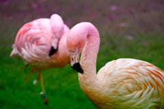 The Pink Flamingo Is The Only Representative Of The Order Whose Natural Range Also Extends To Europe Royalty Free Stock Photos