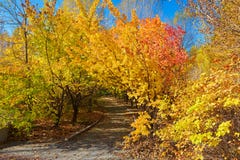 The Polychrome Autumn Forest Royalty Free Stock Photo