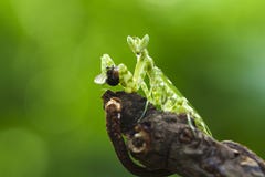 The Praying Mantis Eating Royalty Free Stock Photo The Praying Mantis Eating Royalty Free Stock Photo