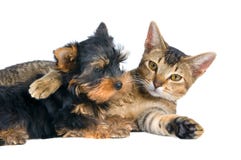 The Puppy And Kitten Stock Images The Puppy And Kitten Stock Images
