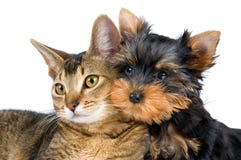 The Puppy And Kitten Royalty Free Stock Photo The Puppy And Kitten Royalty Free Stock Photo