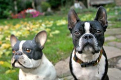 The Real Boston Terrier Stock Photography