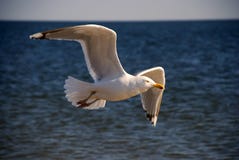 The Seagull Over Ocean Waves Stock Photo