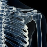 The Shoulder Joint Stock Photography The Shoulder Joint Stock Photography