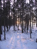 The Siberian Taiga Stock Images The Siberian Taiga Stock Images