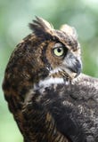 The Silent Hunter Great Owl Stock Photography