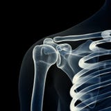 The Skeletal Shoulder Royalty Free Stock Image The Skeletal Shoulder Royalty Free Stock Image