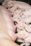The Sucking Piglets. Royalty Free Stock Photo