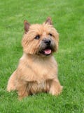 The Typical Norwich Terrier On A Green Grass Lawn Royalty Free Stock Photos