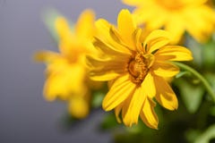 The Very Pretty Colorful Summer Flower Close Up Royalty Free Stock Photos The Very Pretty Colorful Summer Flower Close Up Royalty Free Stock Photos