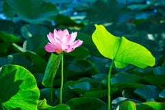 The Water Lily Flower And A Leaf Royalty Free Stock Photo