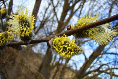 The Yellow Fluffy Buds Of The Willow Are Blooming In Spring.. Stock Images