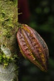 A cocoa pod growing from tree trunk. royalty free stock photography A cocoa pod growing from tree trunk. royalty free stock photography