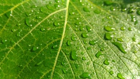 Grape leaf after the rain stock photos Grape leaf after the rain stock photos