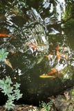There are many fish swimming in the pond royalty free stock images There are many fish swimming in the pond royalty free stock images