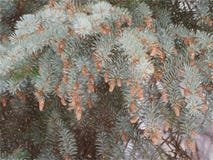 FIR branches with cones stock photo FIR branches with cones stock photo