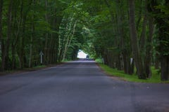 Thick forest tunnel and through the road stock photography Thick forest tunnel and through the road stock photography