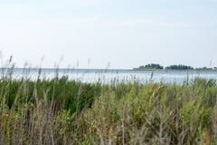 Thickets Of Reeds And Chesapeake Bay On Maryland Eastern Shore Near Rock Hall, MD Royalty Free Stock Photography Thickets Of Reeds And Chesapeake Bay On Maryland Eastern Shore Near Rock Hall, MD Royalty Free Stock Photography