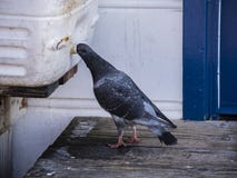 Thirsty Pigeon finds an innovative way to get a fresh water drink on the pier