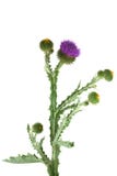 Thistle fotos de stock Thistle fotos de stock