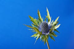 Thistle azul imagem de stock royalty free Thistle azul imagem de stock royalty free