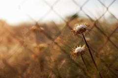 Thistle plant behind a metal wire fence royalty free stock photo Thistle plant behind a metal wire fence royalty free stock photo