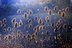 thistles fotos de stock royalty free thistles fotos de stock royalty free