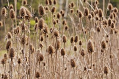 thistles imagem de stock royalty free thistles imagem de stock royalty free