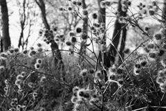 thistles fotografia de stock royalty free thistles fotografia de stock royalty free