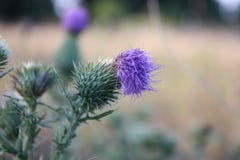 thistles foto de stock thistles foto de stock