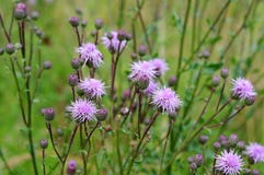 Thistles в луге с бутонами и цветками сирени стоковые фото Thistles в луге с бутонами и цветками сирени стоковые фото