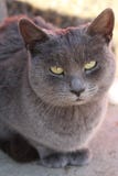 Thomas die mürrische Aschkatze lizenzfreies stockfoto Thomas die mürrische Aschkatze lizenzfreies stockfoto