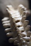 Thoracic Spine